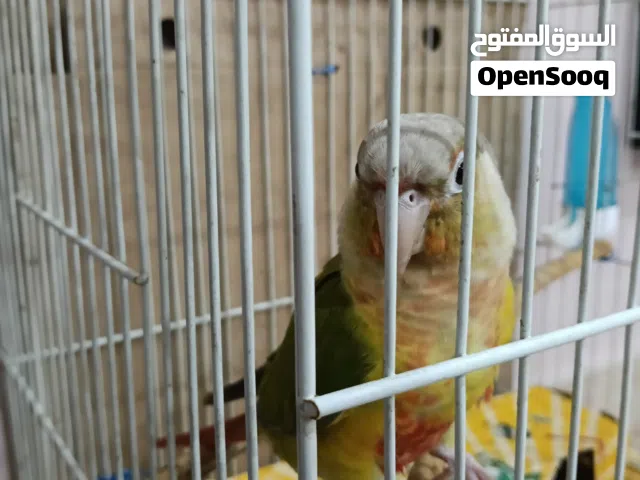 للبيع كنيور أليف