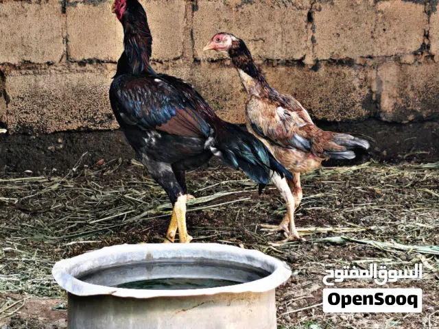 ديك ودجاجه باكستانيات للبيع