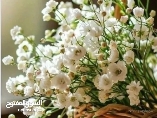 من دورا  bella