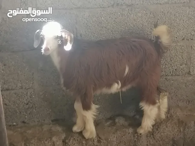 صخل........