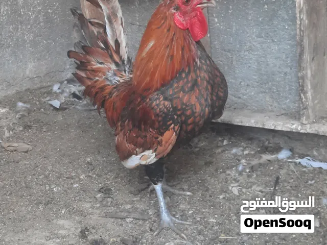 ديج اصباني نضافة فول  وليريدع يجي واتساب