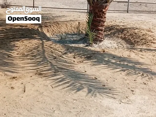 فسائل للببع