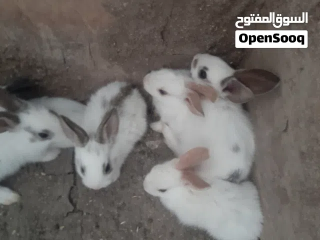 موجود ارانب عمر شهر ونص الحبه 2دينارر