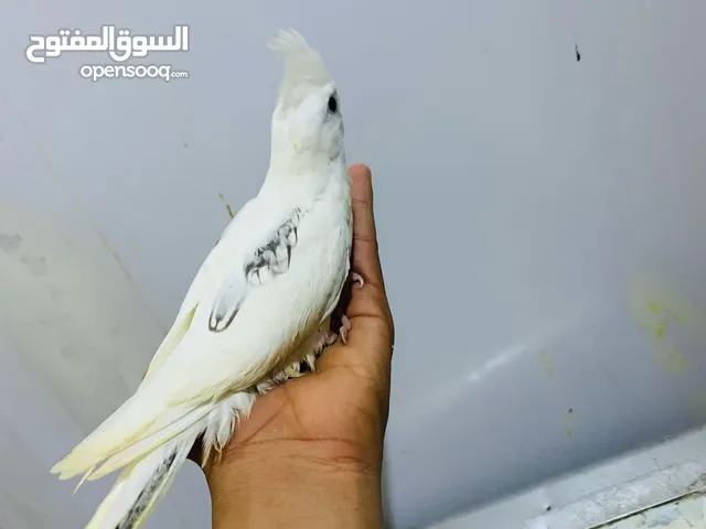 كوكتيلات اليفات