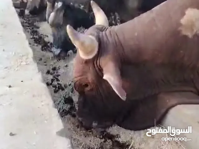 أبقار (بوخرخور) وأغنام (عمانية وصوماليات) للعيد السعيد (مطعومات)