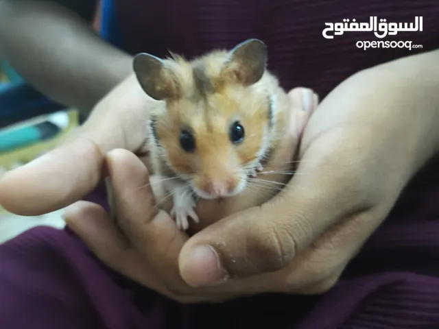 full tamed hamster