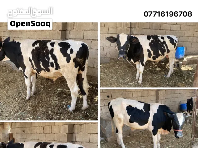 عجوله البيع ضحايه