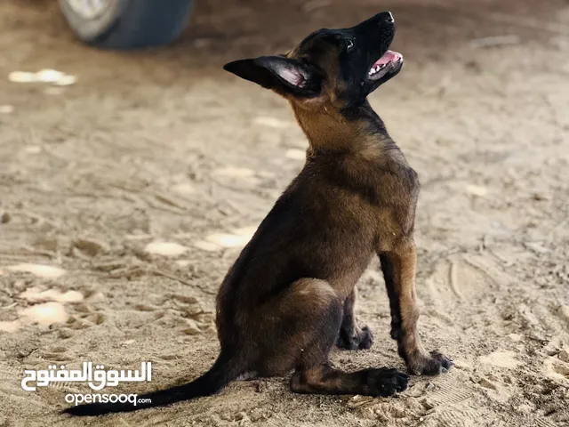 كلبه مالينوا تبارك رحمن عليها تجري جري شراسه اوامر نص فل وقعده تحت التدريب الكلبه تفهم عليك طول