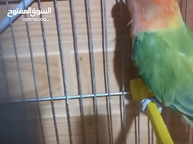 مطلوب عصفور الروز يكون بي صحه ممتازه وشوف وصف