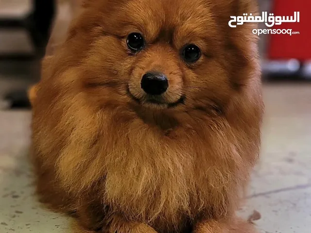 pure pomeranian breed female 24 months old