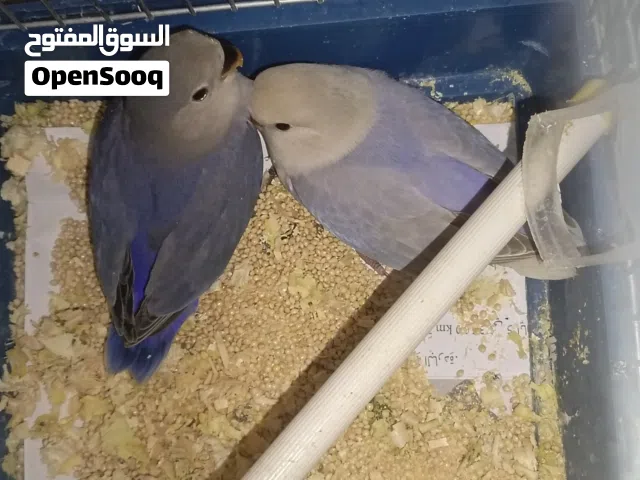 حبتين روز فراخ بالصلاة عالنبي