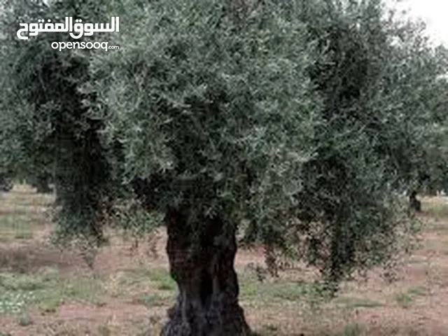 ارض في سلفيت للبيع سعر المتر 40 دينار