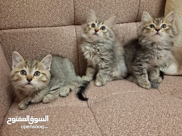 قطط بسعر مغری