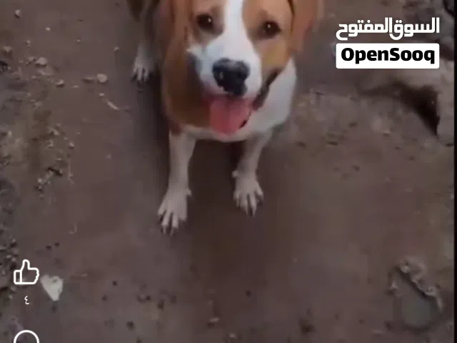 نثيه بتبول منتجه