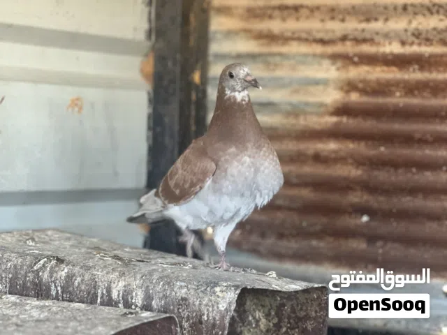 زغاليل بلدي للبيع