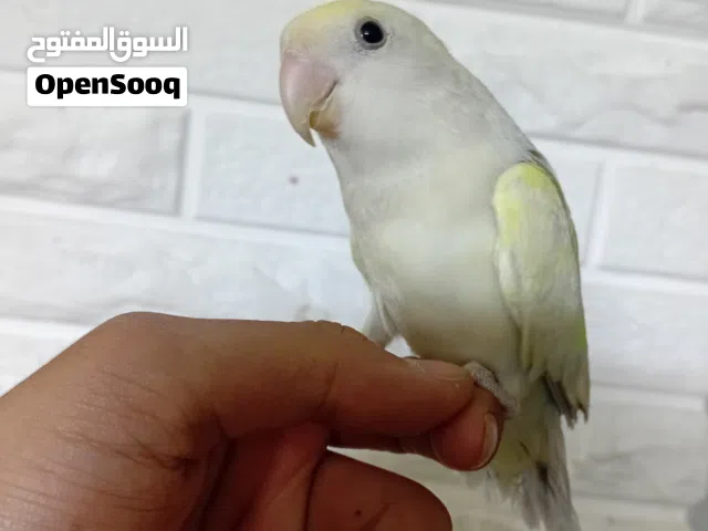 موجود ذكر روز اليف ومدرب ابيض صافي وطيره اليف وحبه ككتيل اليفه اقرأ الوصف