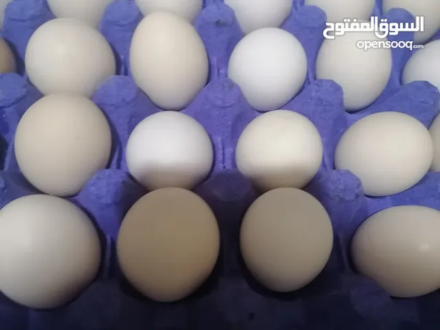 بيض بلدي للأكل 4.5