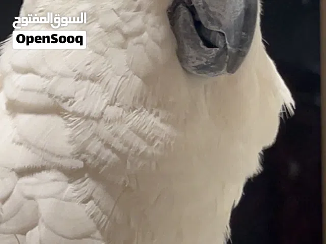 umbrella cockatoo