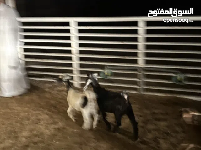 للبيع عارضي الحبه على800