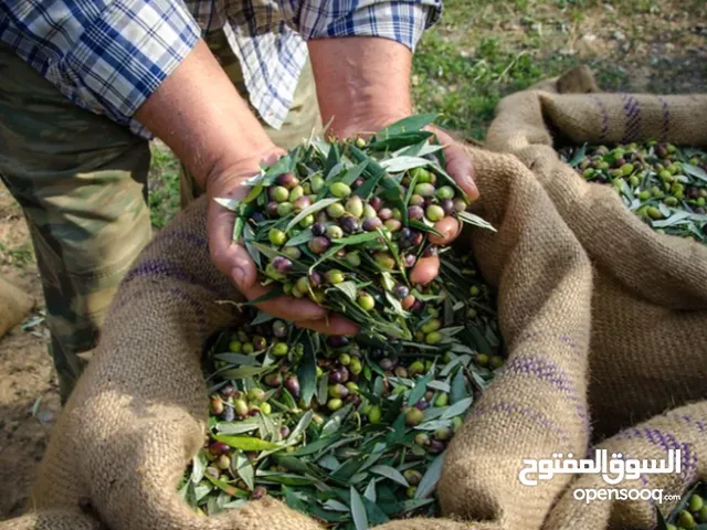 زيت زيتون بكر للبيع فيه لبنان