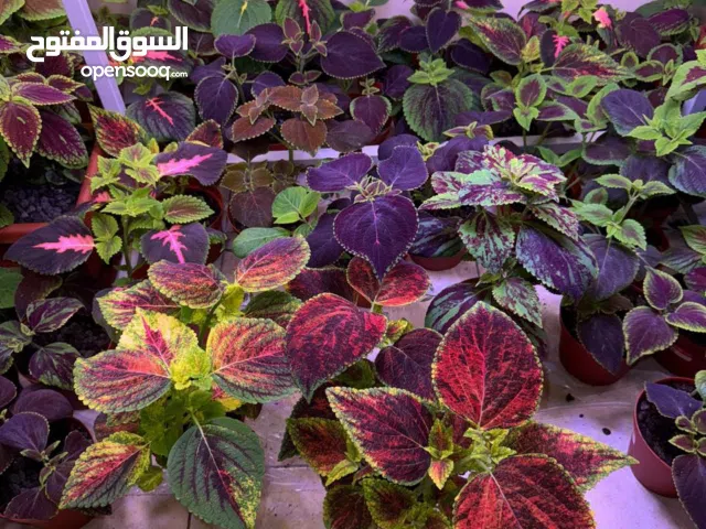 نباتات سجاد