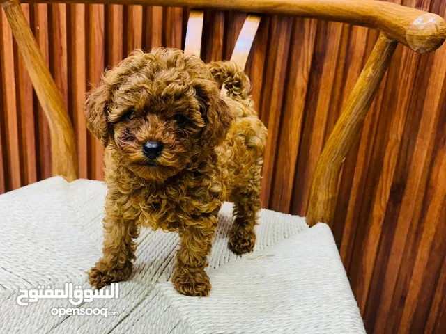 Toy Poodle