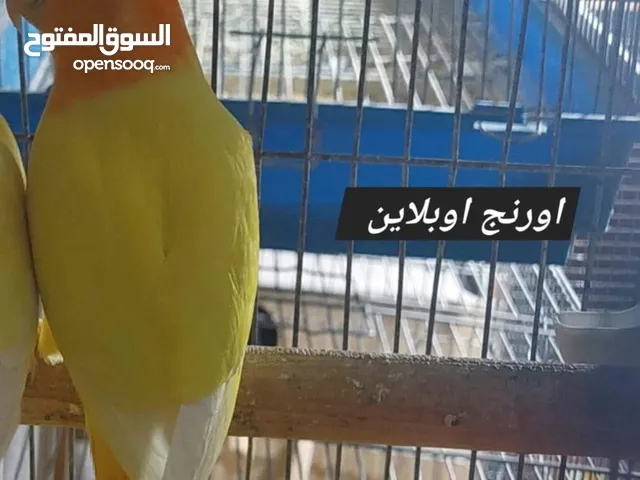 فراخ روز طفرات مميزة للزق اليدوي أقرا التفاصيل/ كوكتيل حب جرين شيك اليف جوز فحل طيرة فرخ هدد زق يدوي