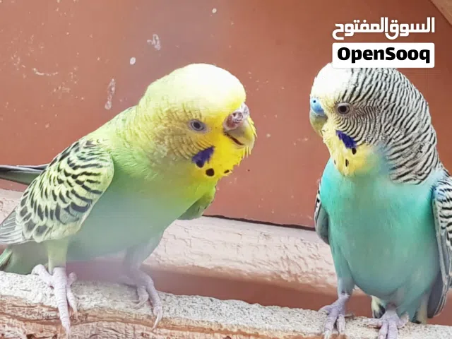 طيور حب عدد 7 +افراخ+بيض مع القفص وبيوت التكاثر