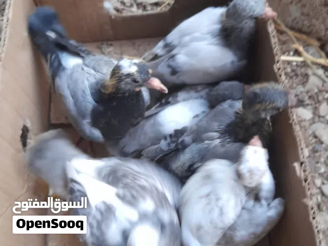 حمام عاديات يصلح الحال لذبح او للتربيه