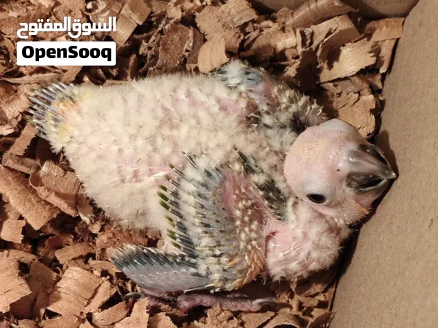 Sun conure hand feeding 3 chicks available....