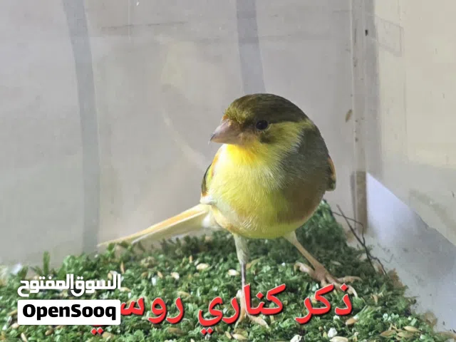 طيور كناري روسي طيور الحب طيور فراوله