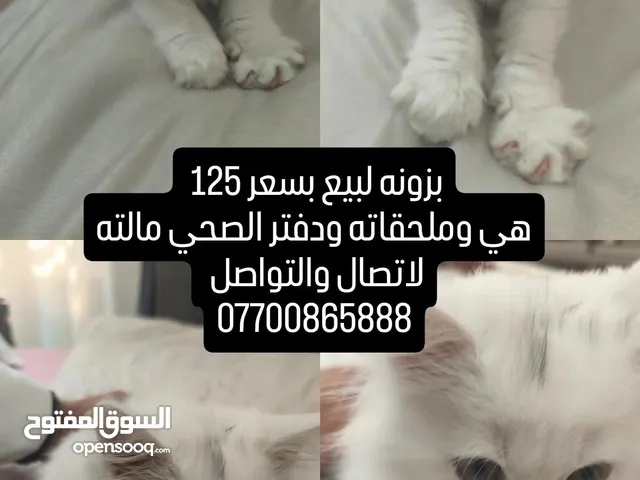 بزونه بيضه لبيع شرازيه