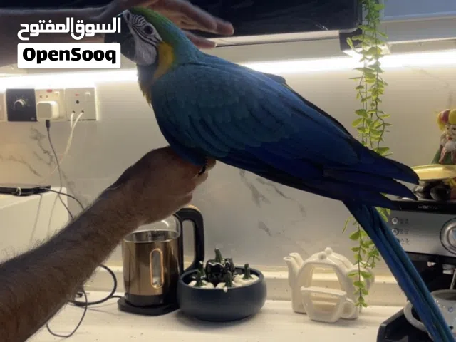 مكاو اليف طينه