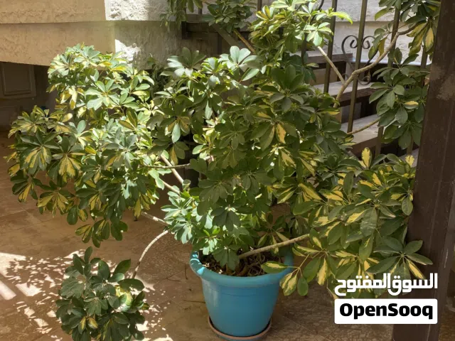 نباتات خارجية