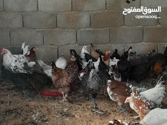 دجاج عربي للبيع ماشاء الله