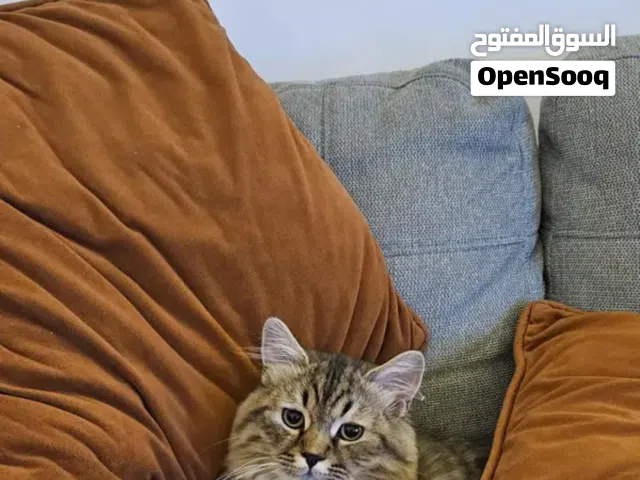 قط سايبيري ذكر