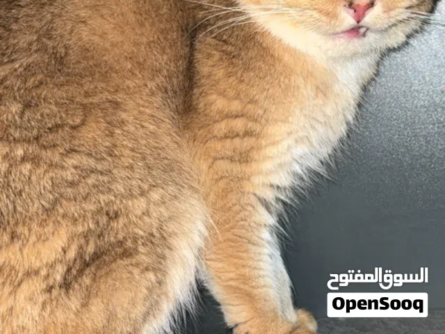 قط ذكر عمره سنتين سكوتش فولد قولد Ny23 غير معقم
