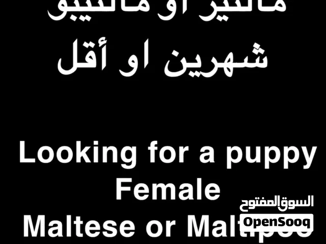 Maltese/Maltipoo مالتيز/ مالتيبو
