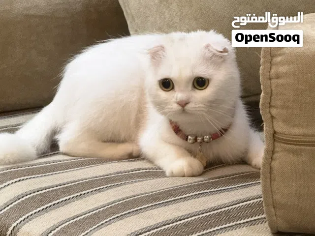 سكوتش فولد