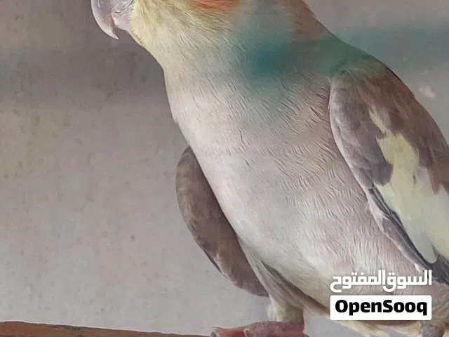 كوكتيل فحل ونثيه حبشي