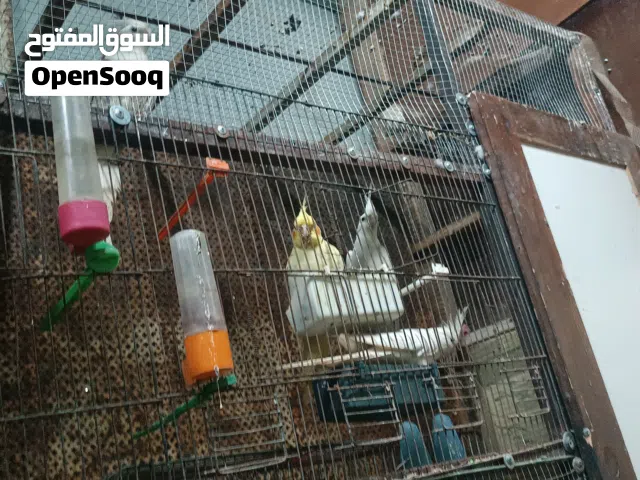 ببغاء كوكتيل للبيع بسعر لقطة جوزين