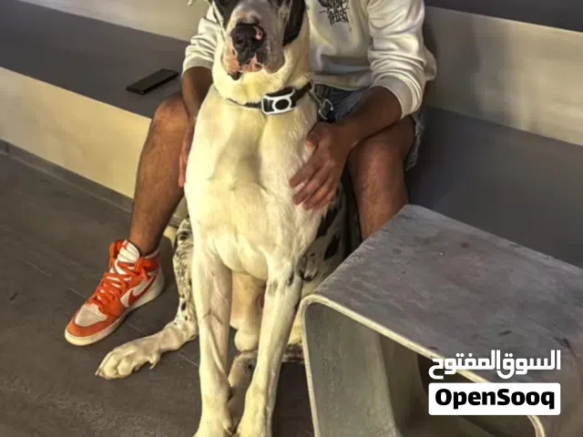 للبيع قريت دان مستوى صعب