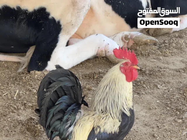 شوكي خط اول