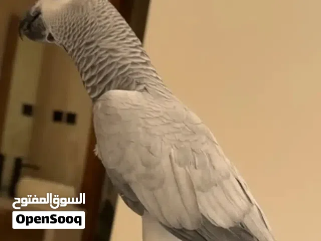 مطلوب كاسكو للشراء بسعر مناسب