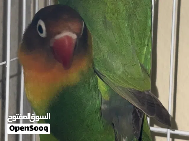 بركديلو درجه اولي قناع لاسود Lovebirds