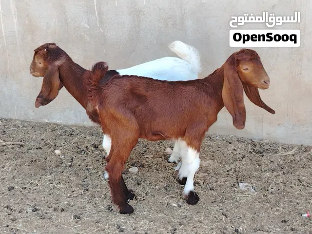 زوز اعنايق نواكيع ناشطات ربي يبارك العمر شهر تقريباً  باديات  ياكلو مكانهم صبراتة يوجد توصيل سعر الب