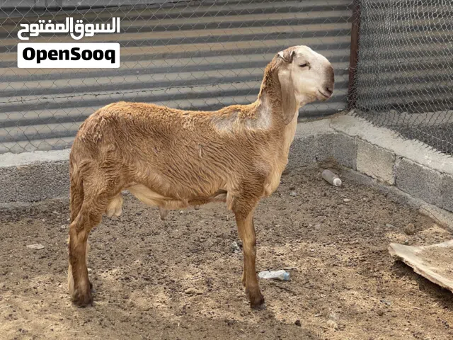 كبش سوداني سواكن أصل