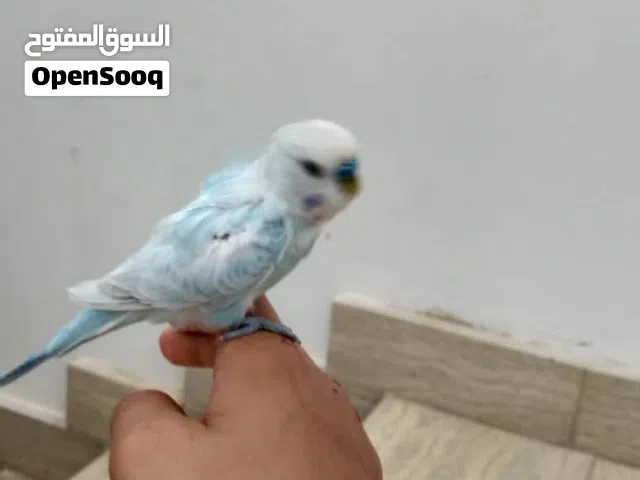 دكر مروض ترويض داخلي نص ترويض يعني مصوقر عمر 10شهور سعر ساوم