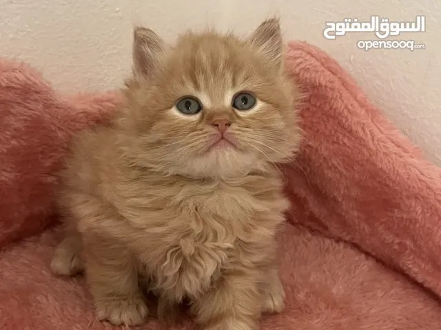 قطط شيرازي