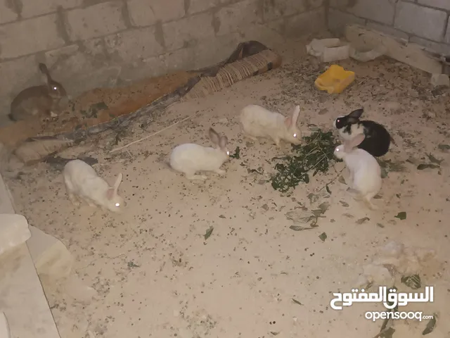 ارانب للبيع جمله